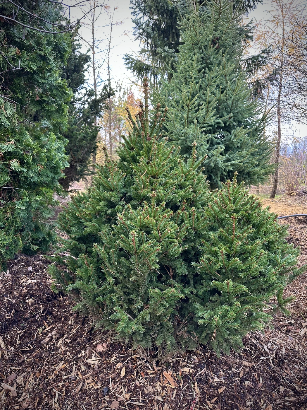 Ель обыкновенная Барри (Barryi)