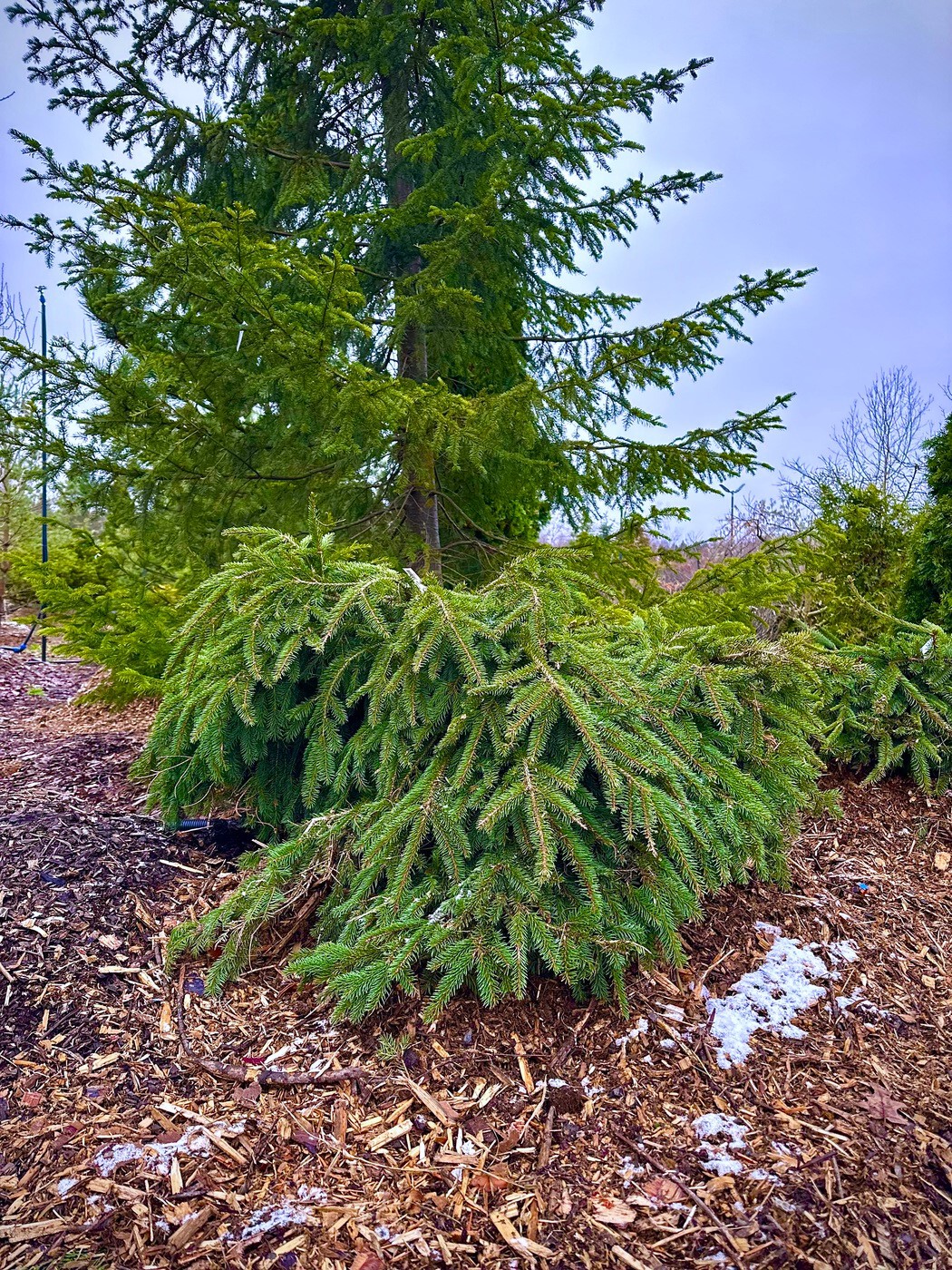 Ель обыкновенная `Форманек``Formanek`