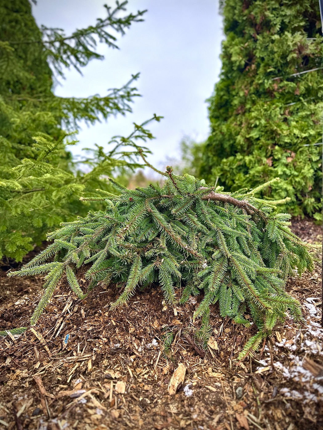 Ель обыкновенная `Форманек``Formanek`