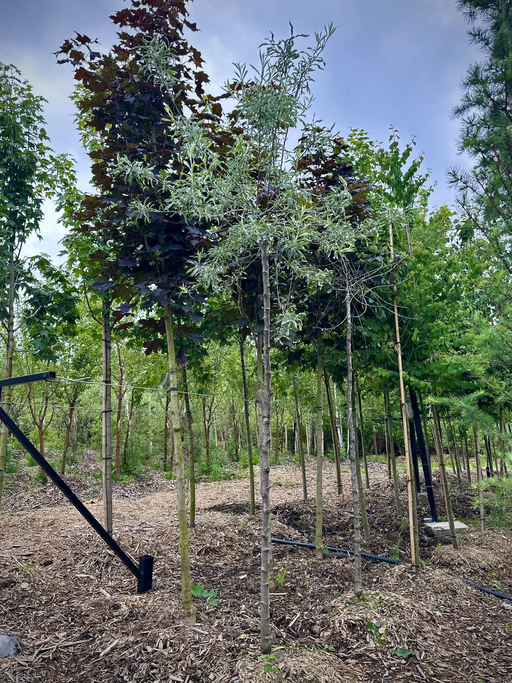 Груша иволистная `Пендула``Pendula`