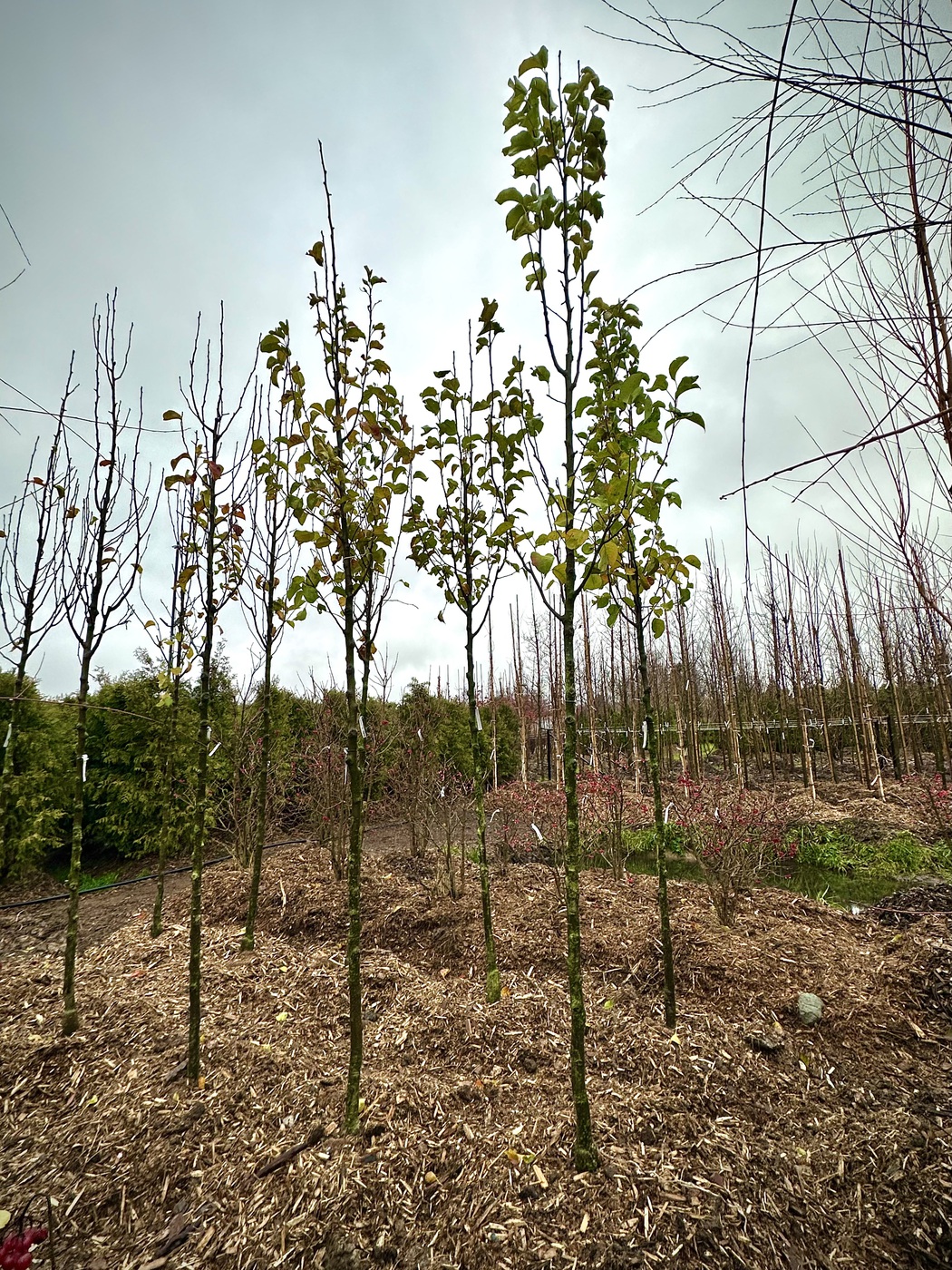 Груша каллериана `Шантеклер``Chanticleer`