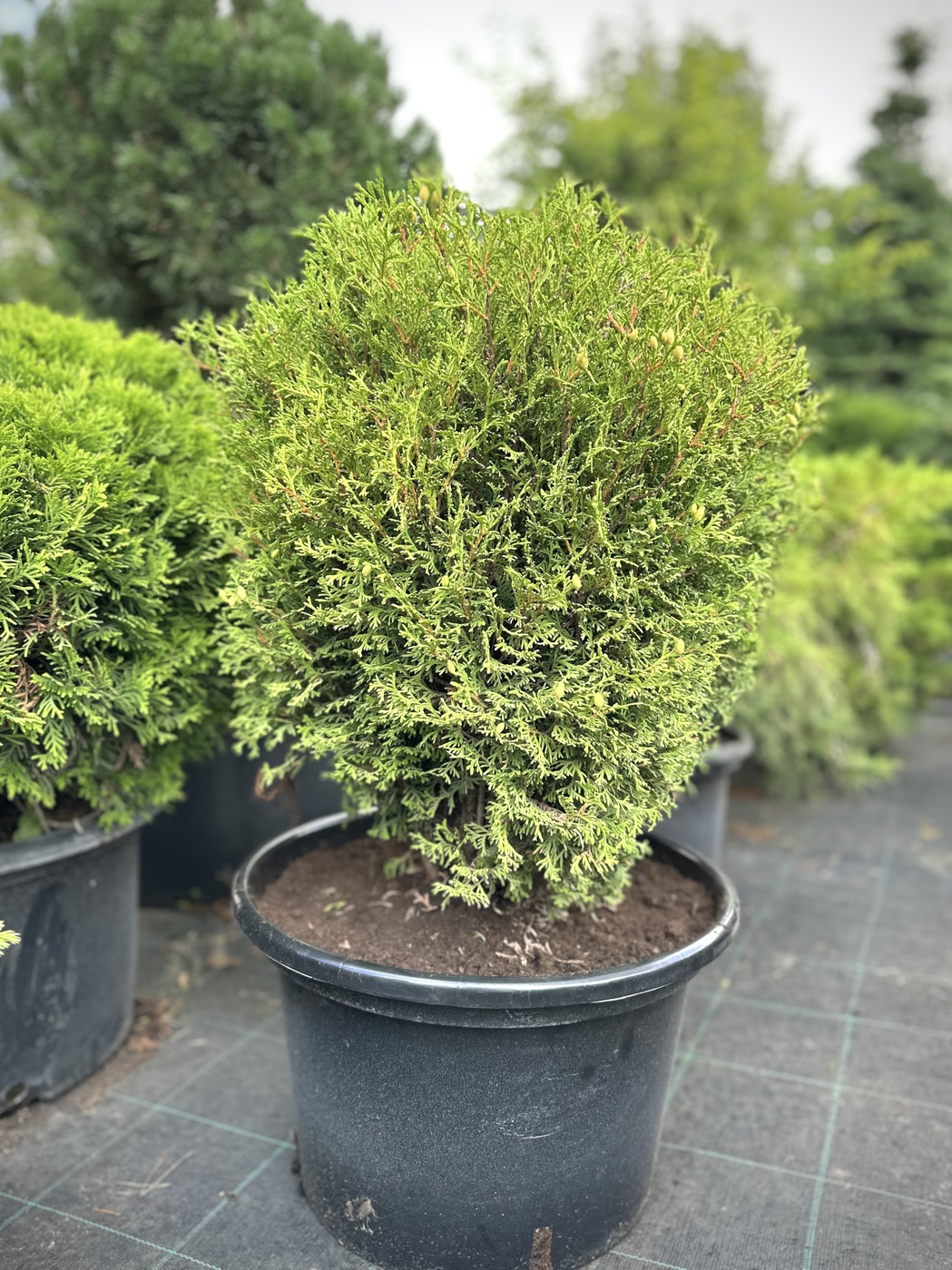 Туя западная `Литтл Джент` `Little Giant`