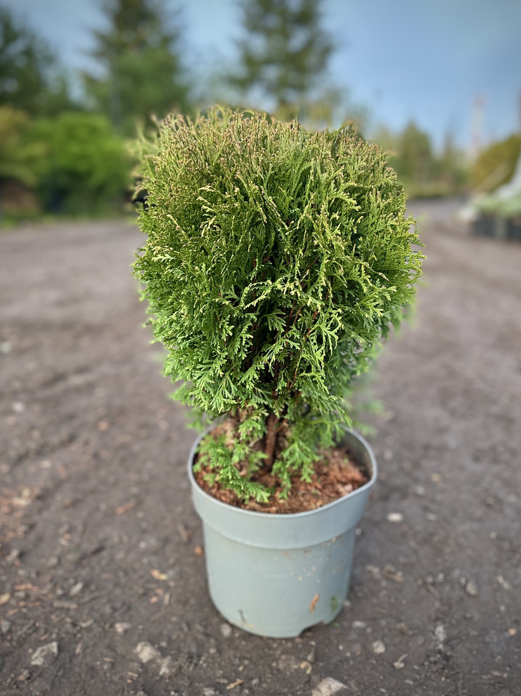 Туя западная `Литтл Джент` `Little Giant`