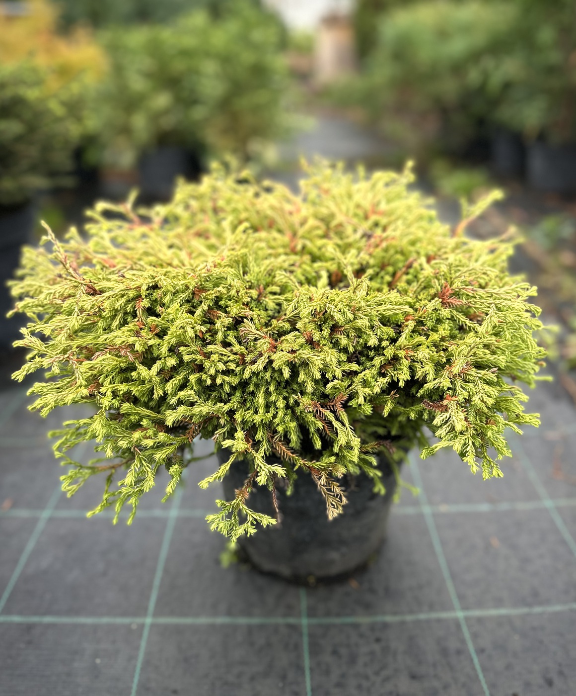 Туя западная `Голден Таффет` `Golden Tuffet`