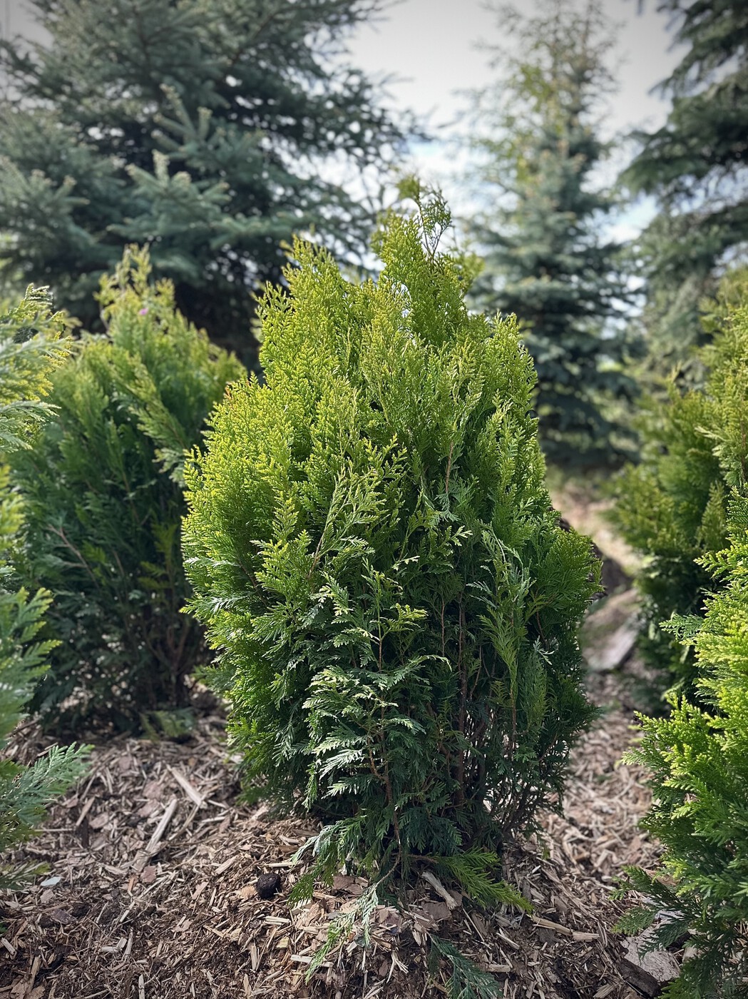 Туя складчатая `Корник` `Kornik`