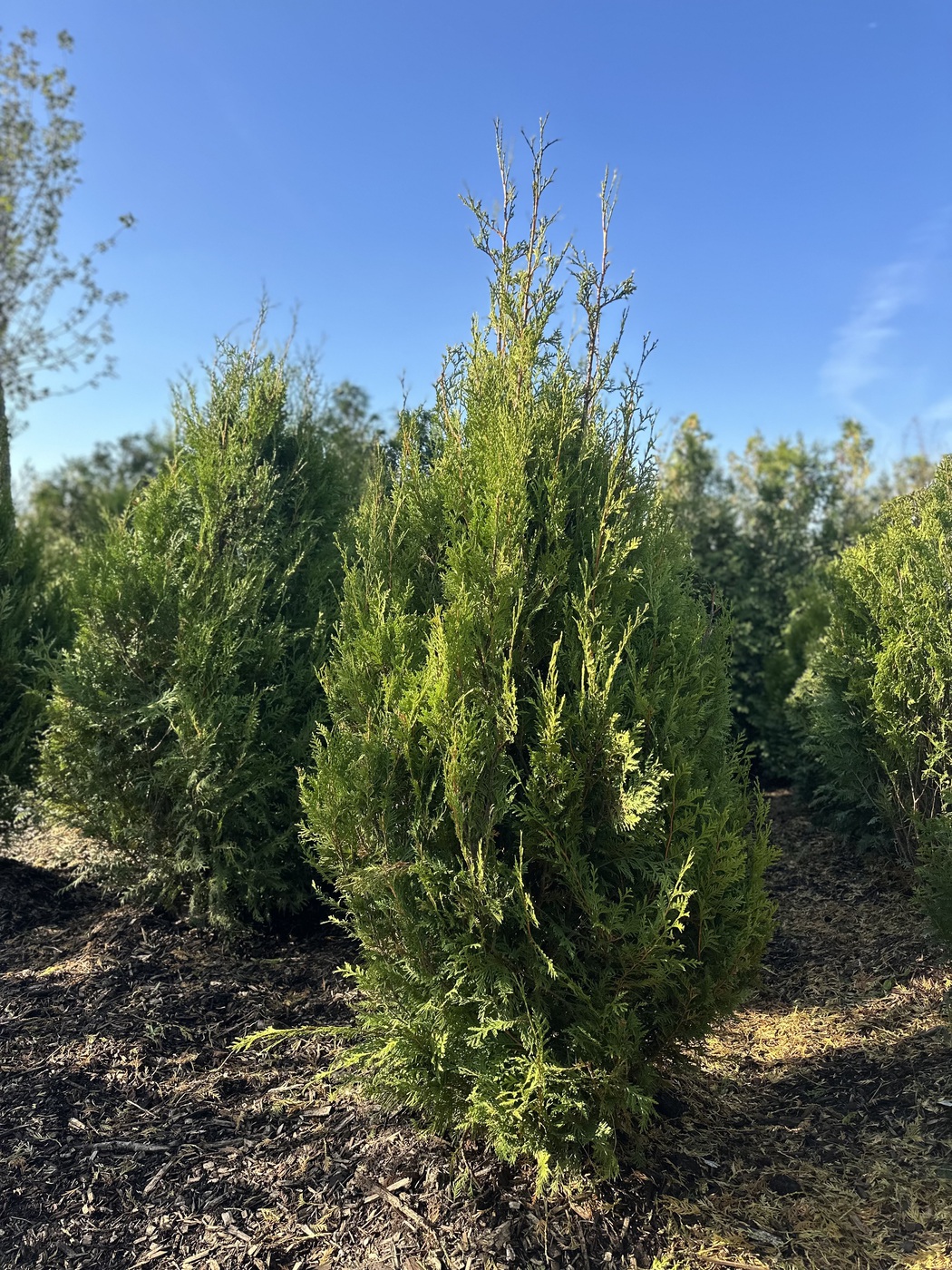 Туя складчатая `Корник` `Kornik`