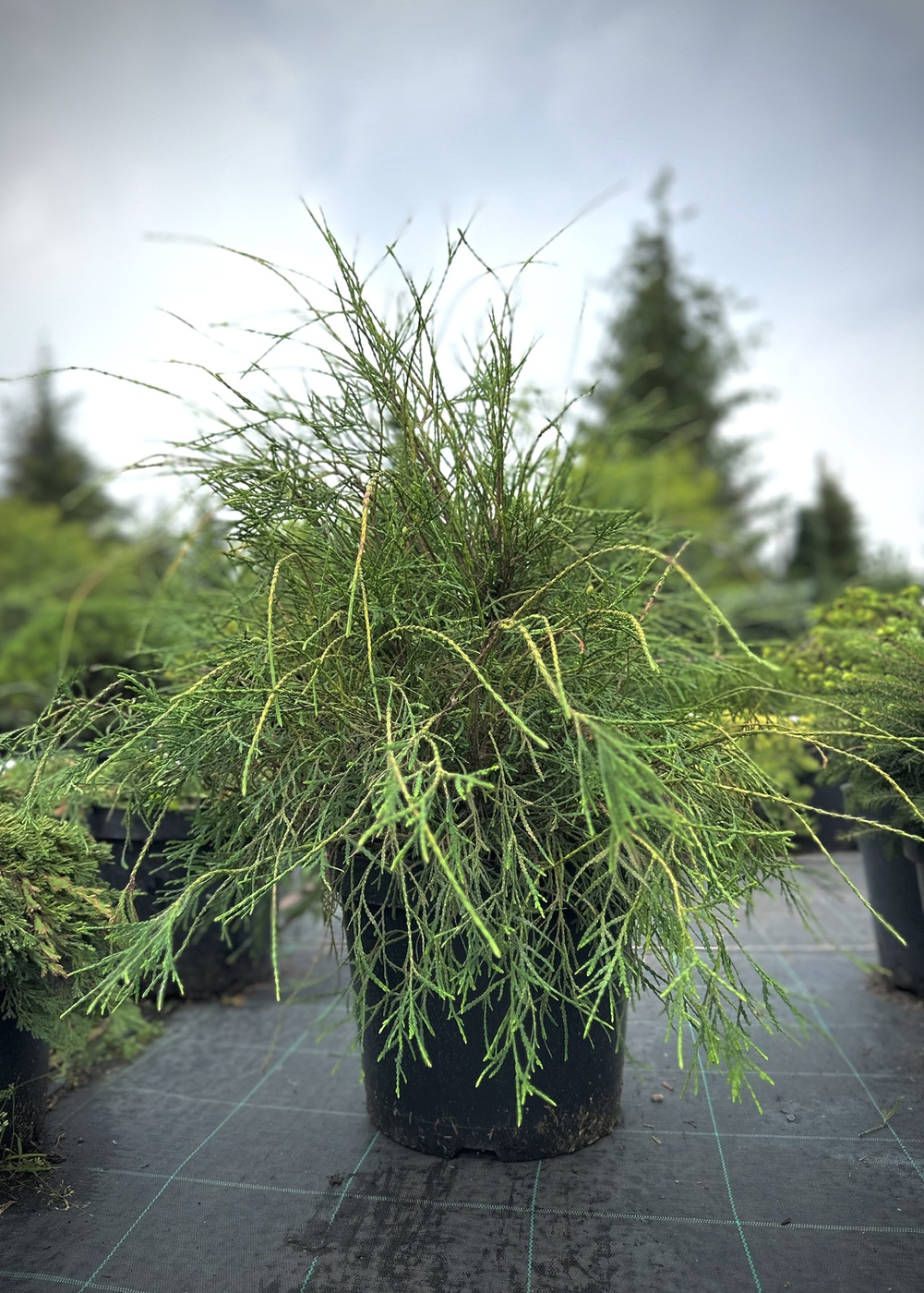 Туя складчатая `Випкорд` `Whipcord`