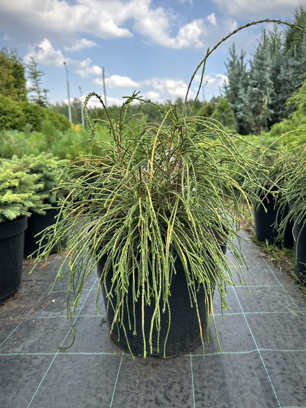 Туя складчатая `Випкорд` `Whipcord`