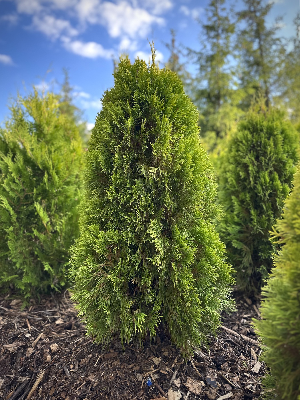 Туя западная `Голден Смарагд` `Golden Smaragd`