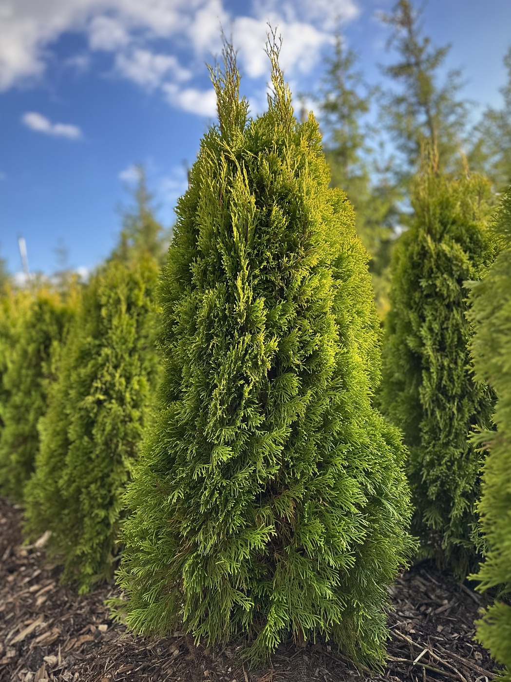 Туя западная `Голден Смарагд` `Golden Smaragd`