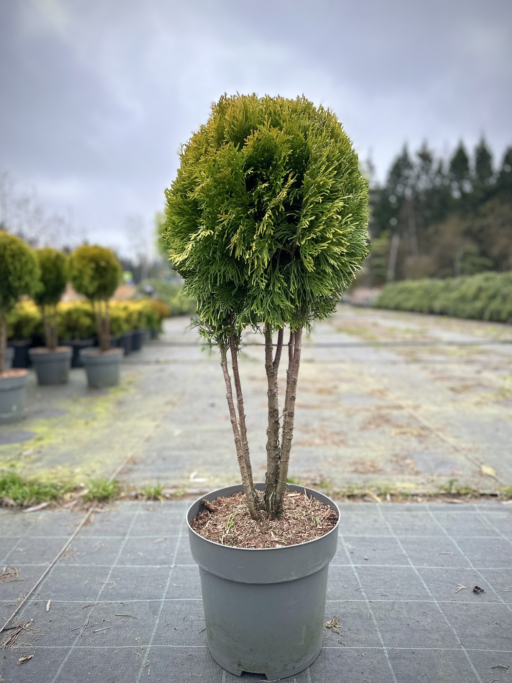 Туя западная `Голден Смарагд` `Golden Smaragd`