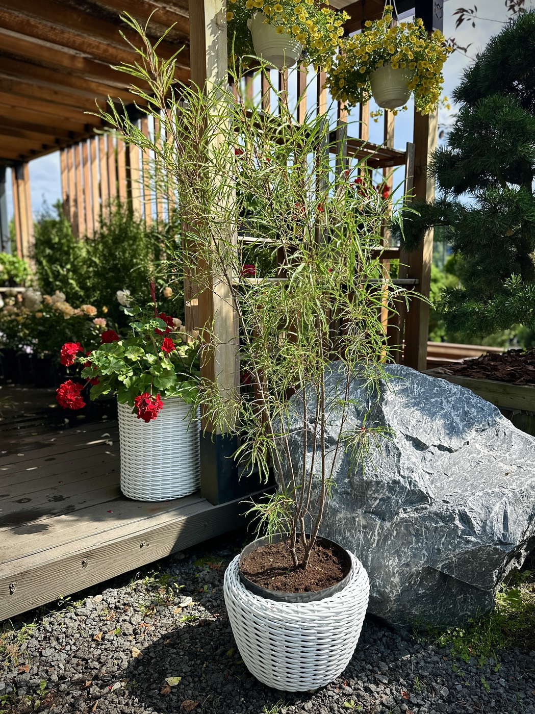 Крушина ломкая Аспленифолия (Aspleniifolia)