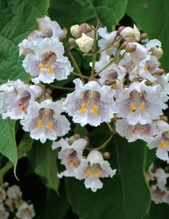 Катальпа бигнониевидная