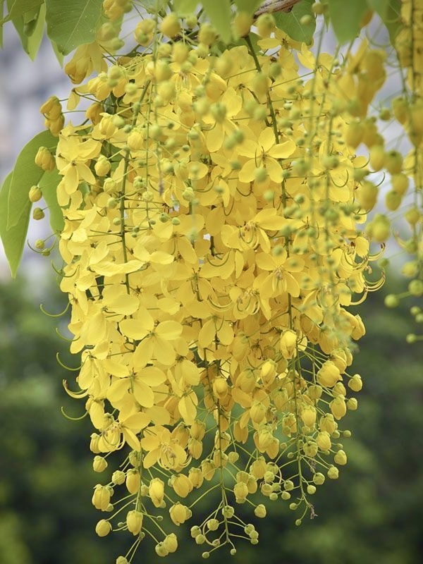 Бобовник watereri `Восси``Vossii`