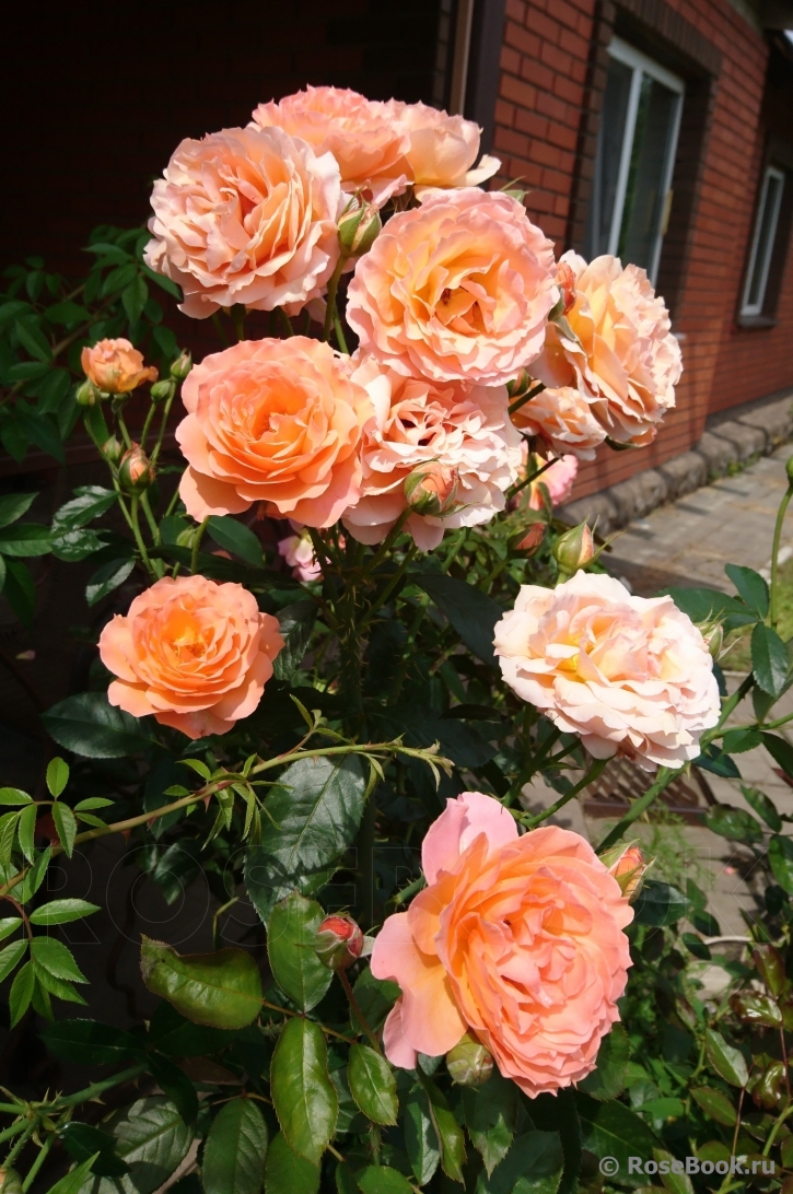 РОЗА БЕЛЬВЕДЕР (BELVEDERE)