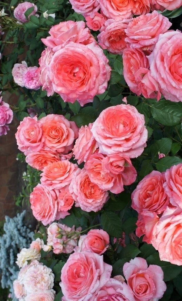 Роза `Институт Люмьер``Institut Lumiere`