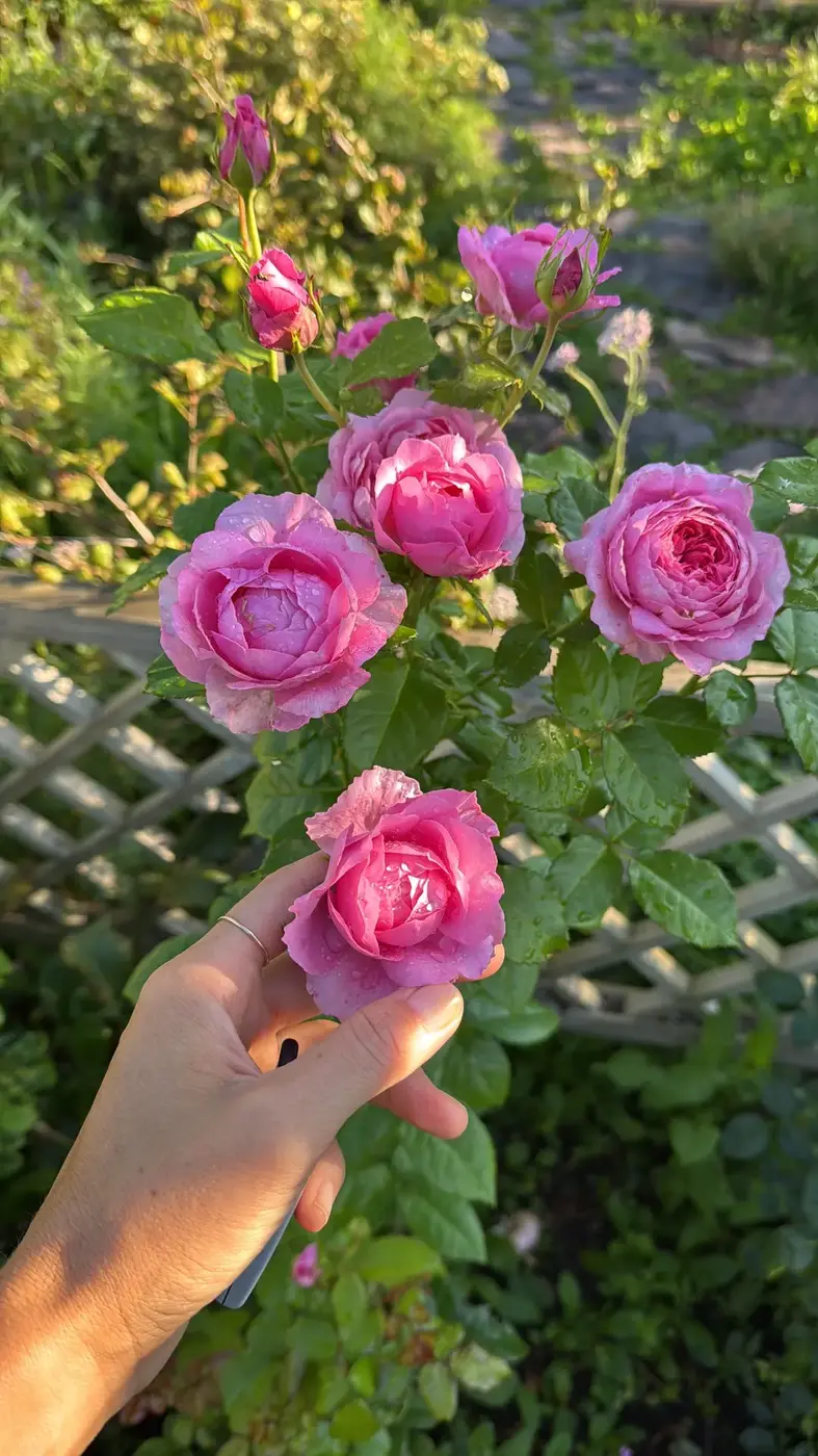 Роза `Шанталь Мерьё``Chantal Merieux`