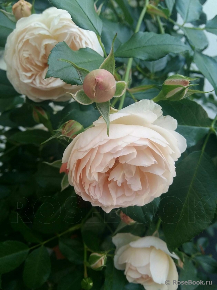 Роза `Шанталь Томас``Chantal Thomass`