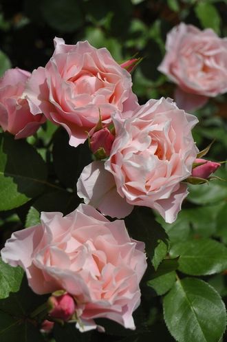 Роза `Дафна``Daphne`