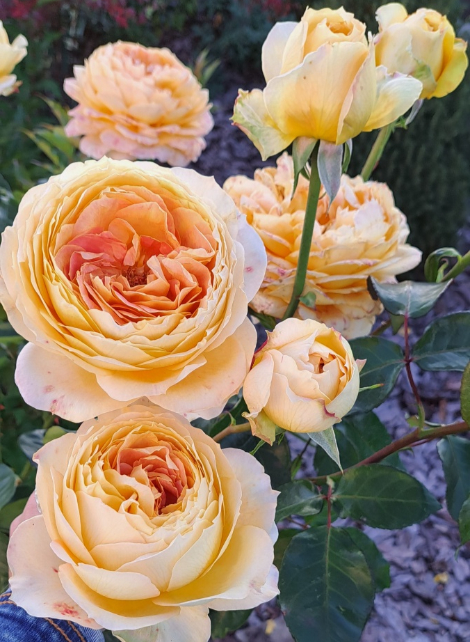 Роза `Карамель Антик` `Caramel Antique`