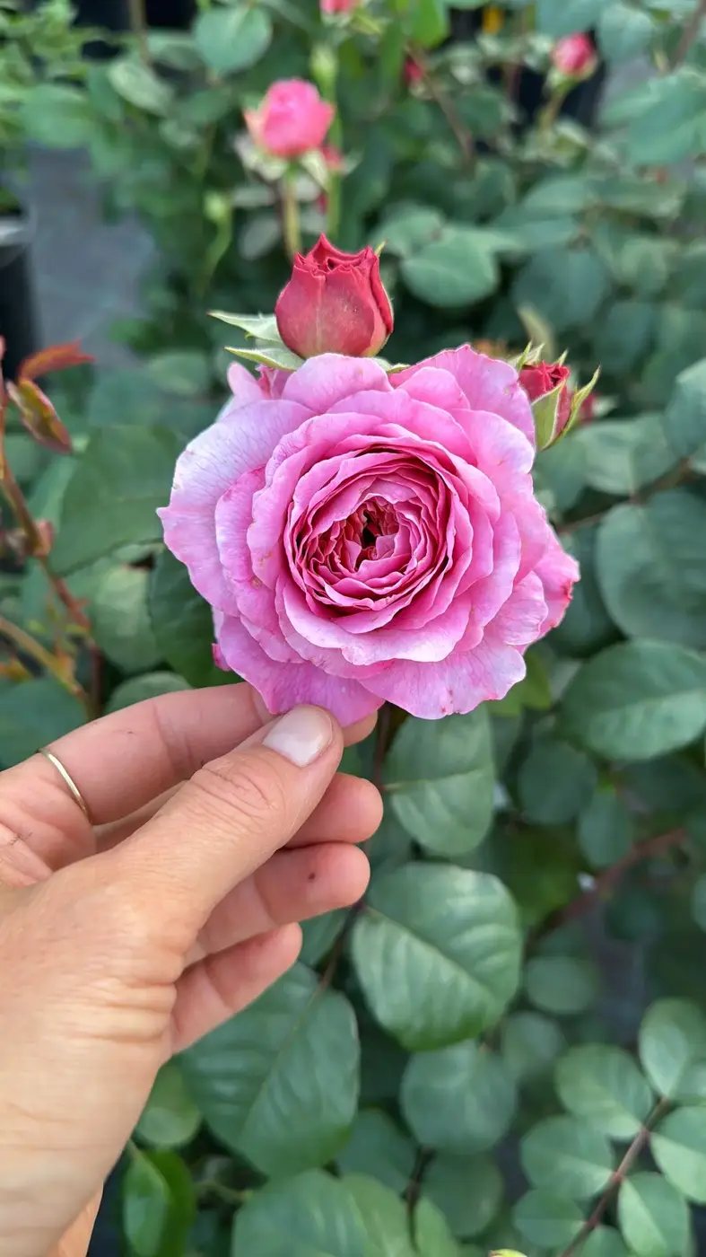 Роза `Айсфогель``Eisvogel`