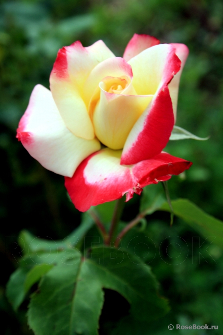 Роза `Дабл Делайт``Double Delight`