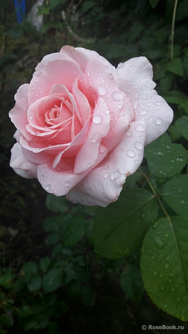 Роза `Фредерик Мистраль` `Frederic Mistral`