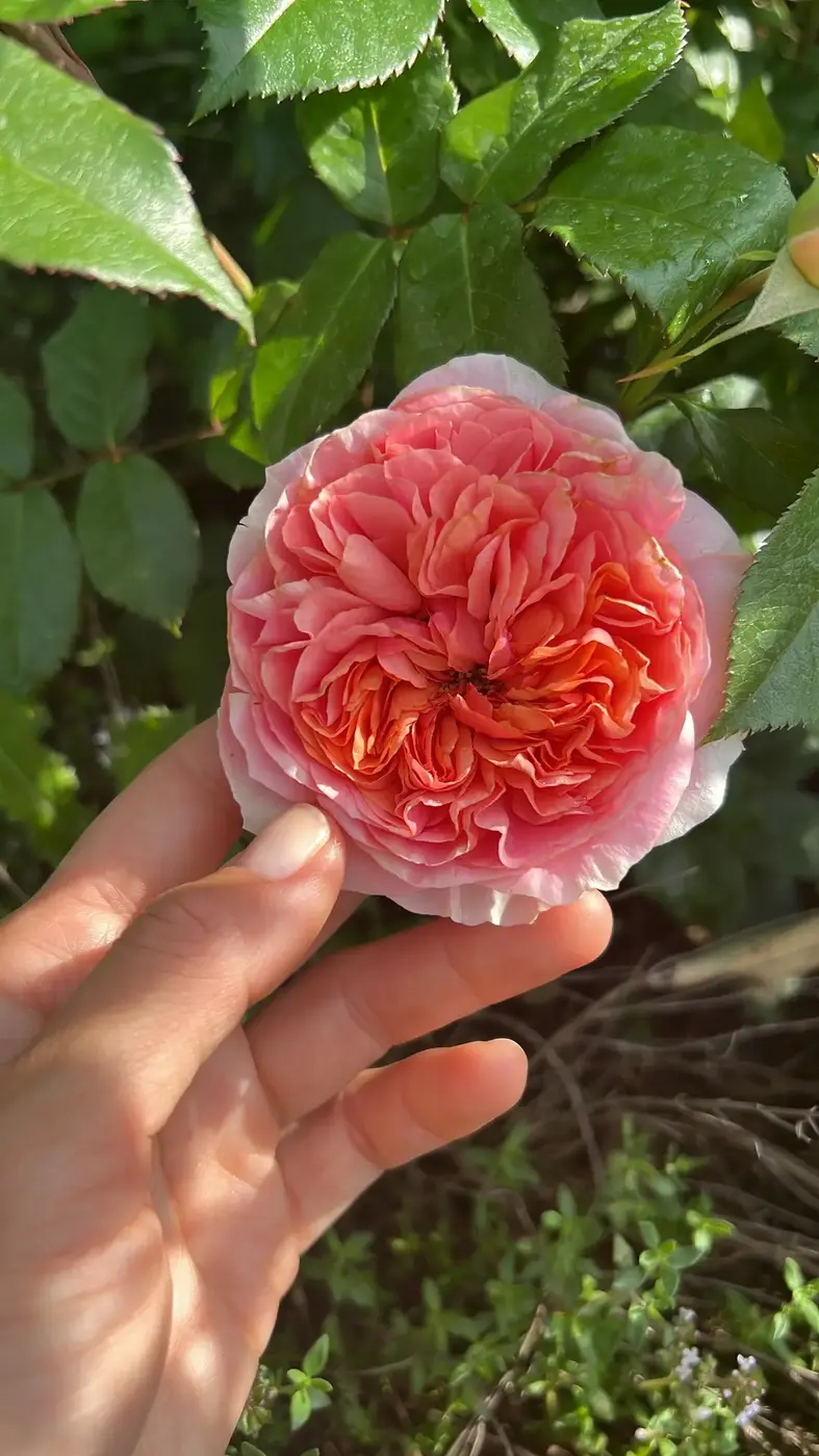 Роза `Чиппендейл``Chippendale`