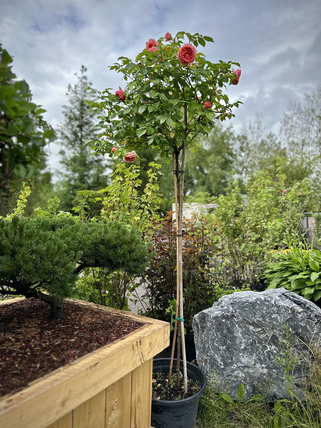 Роза `Чиппендейл``Chippendale`