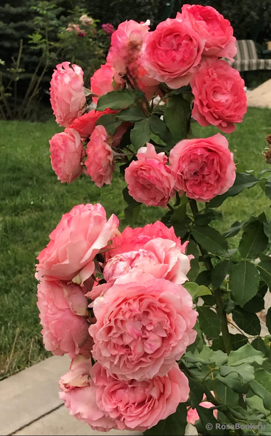 Роза японская`Корал Желе``Corail Gelee`