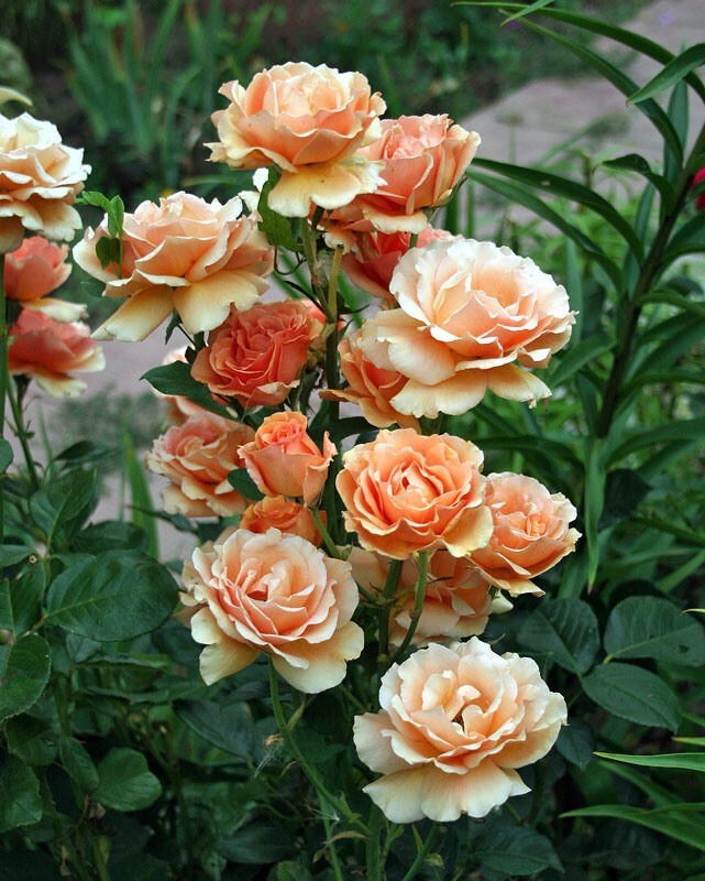 Роза `Ашрам``Ashram`