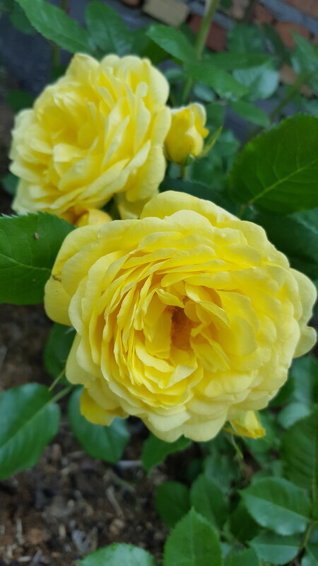 РОЗА АННИ ДЮПРЕЙ (ANNY DUPEREY)