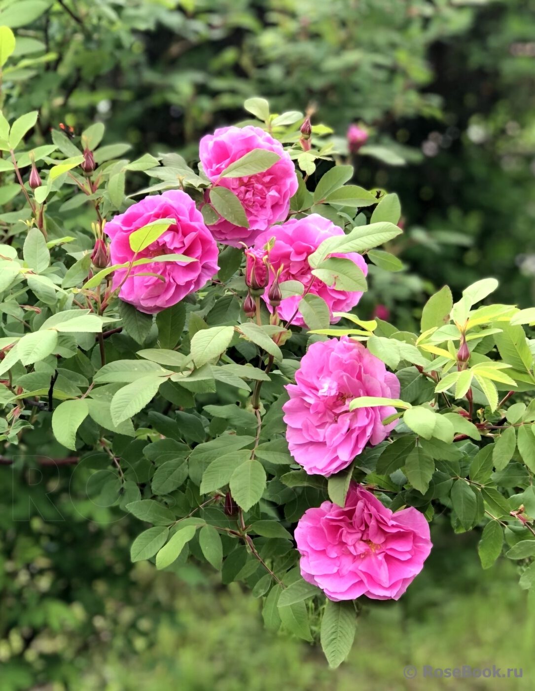 Роза канадская `Тереза Багнет``Therese Bugnet`