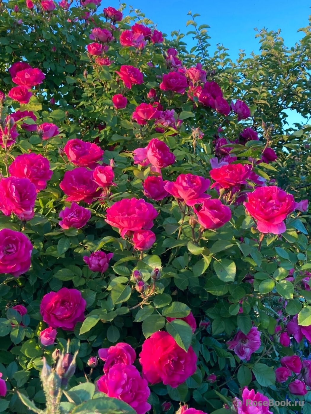 Роза канадская Morden Centennial