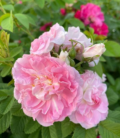 Роза канадская `Мартин Фробишер``Martin Frobisher`