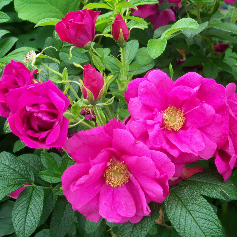 Роза морщинистая ругоза