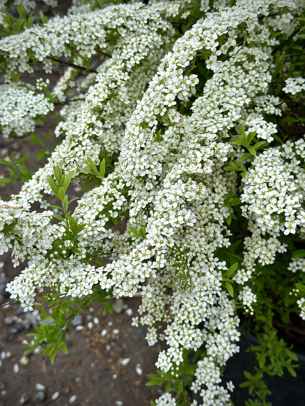 Спирея серая Грефшейм (Grefsheim) BUSH — изображение 2