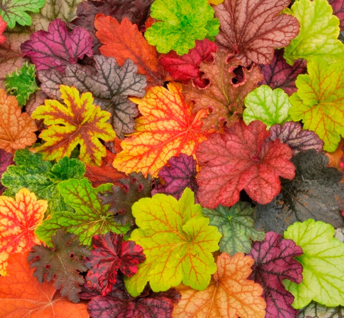 ✿Гейхера mix C1