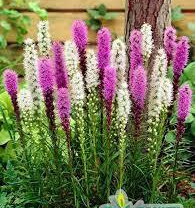 ✿Лиатрис колосковый пурпурный C3