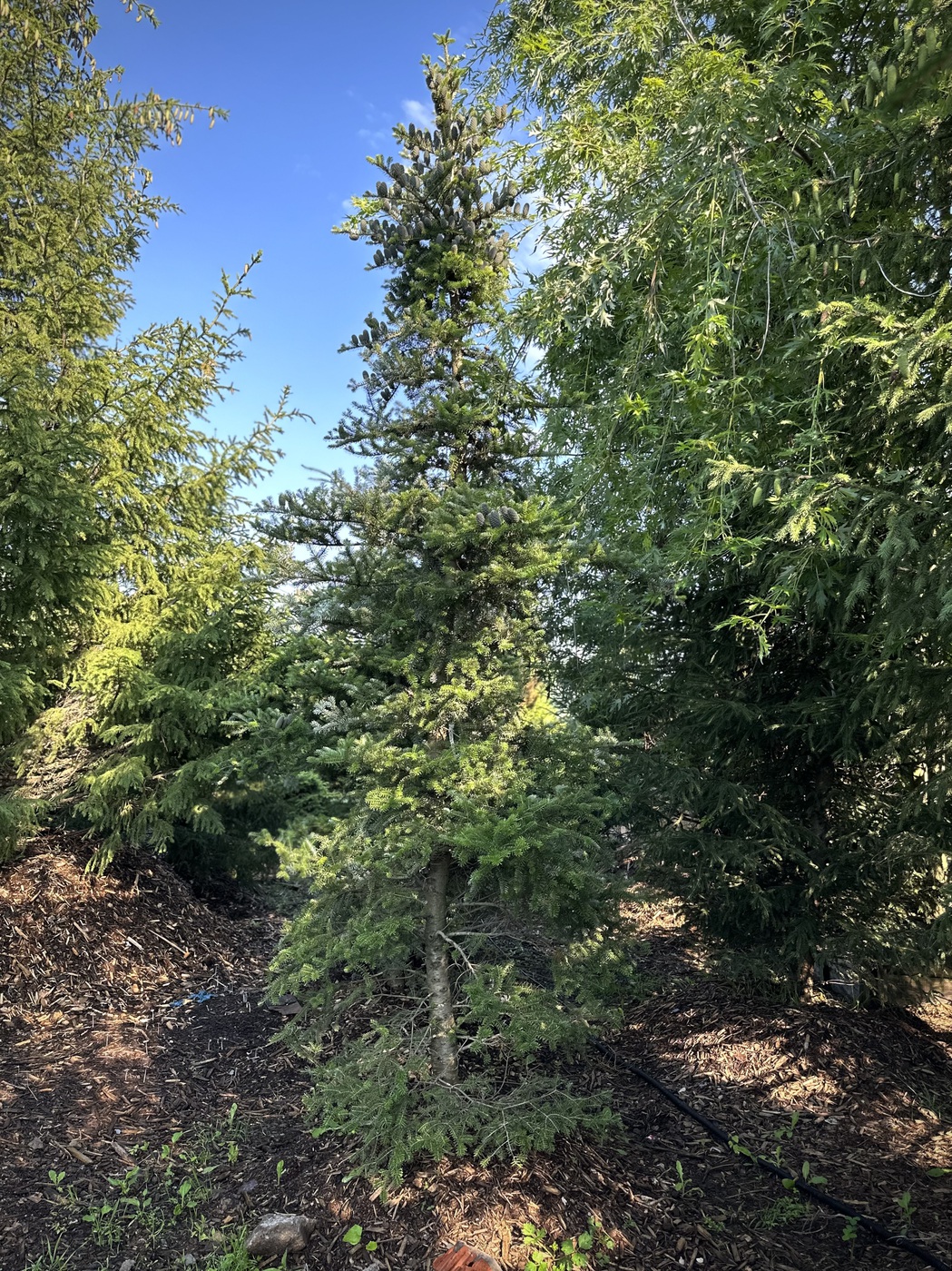 Пихта корейская