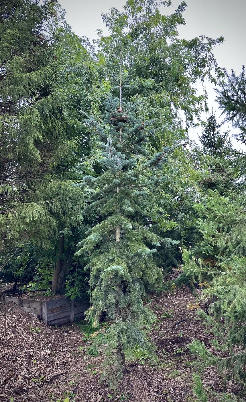 Пихта одноцветная