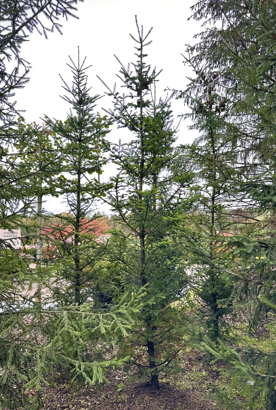 Пихта бальзамическая