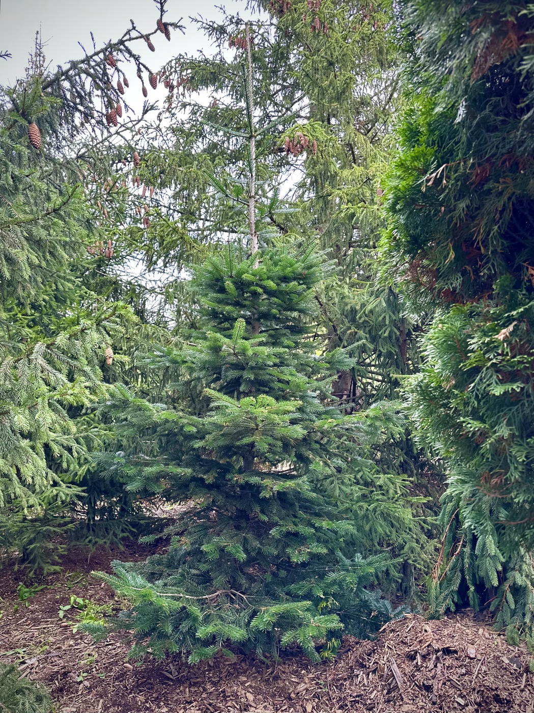 Пихта Нордмана