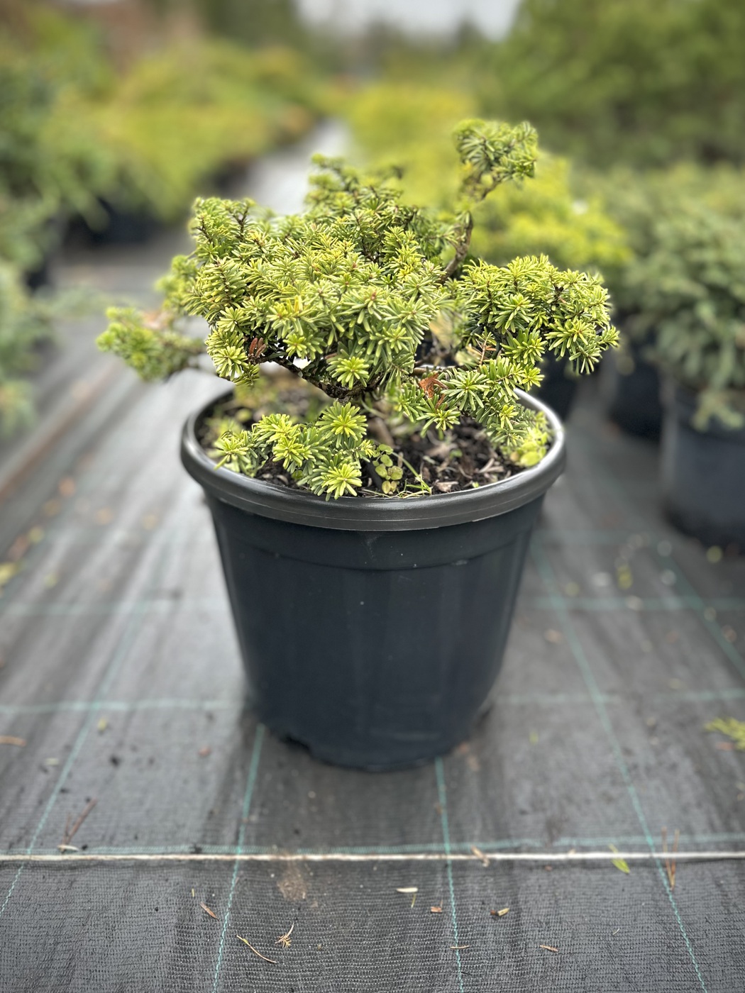 Пихта корейская `Цис``Cis`