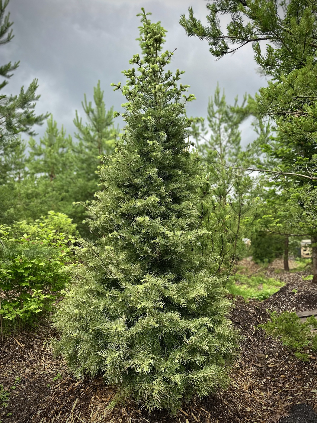 Пихта одноцветная