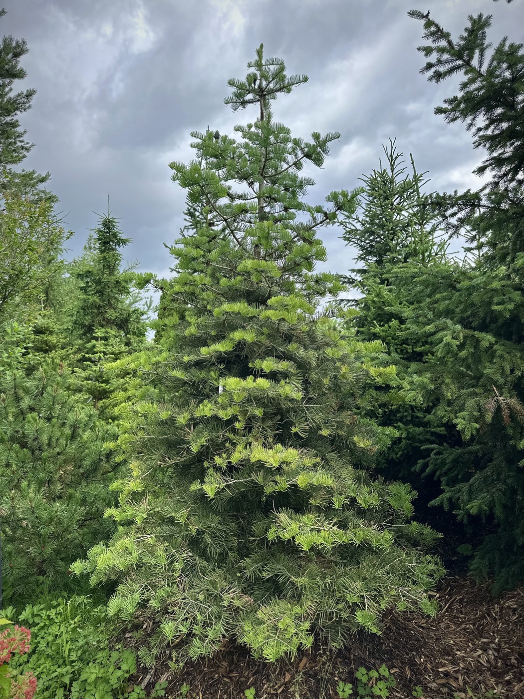 Пихта одноцветная
