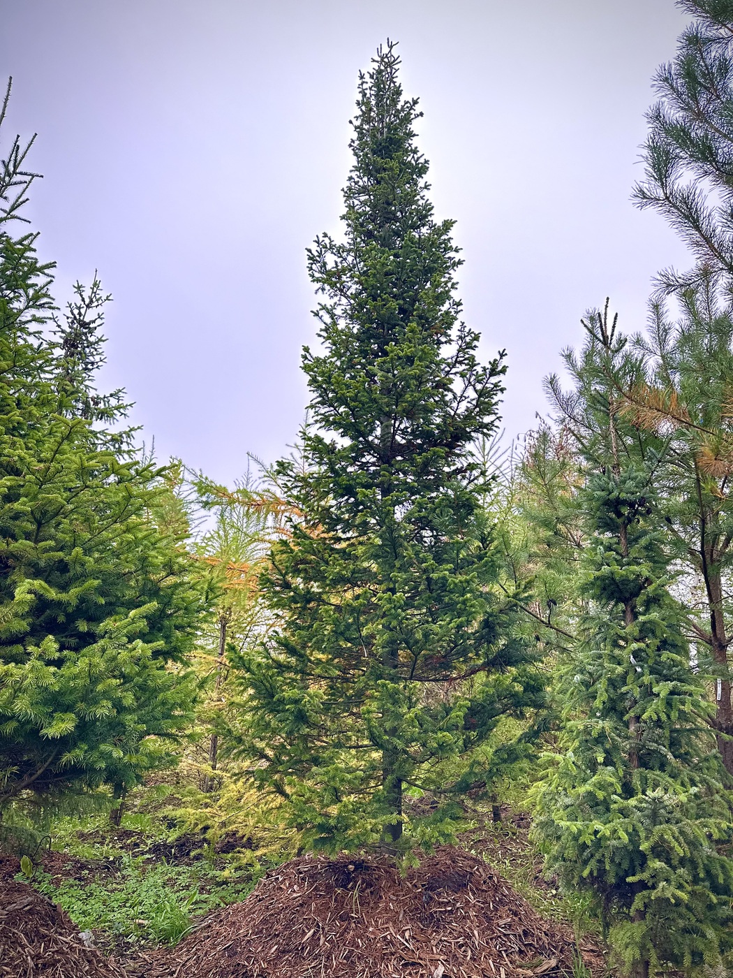 Пихта сибирская (Abies Sibirica)