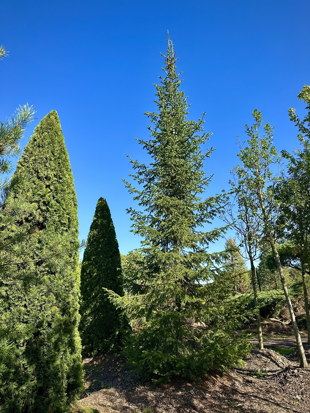 Пихта сибирская (Abies Sibirica)