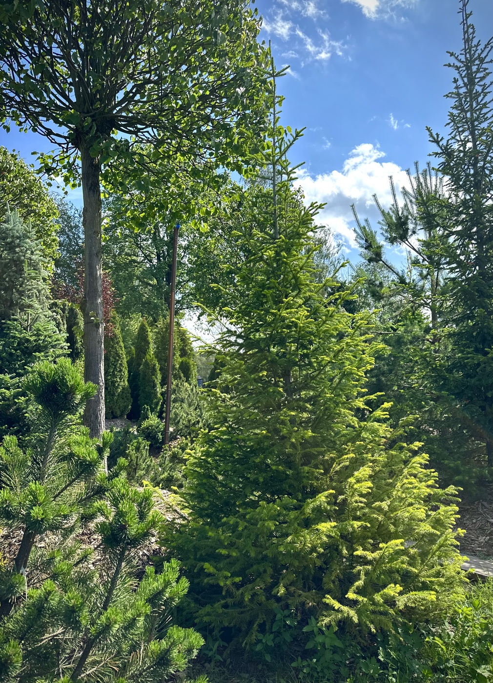 Пихта сибирская