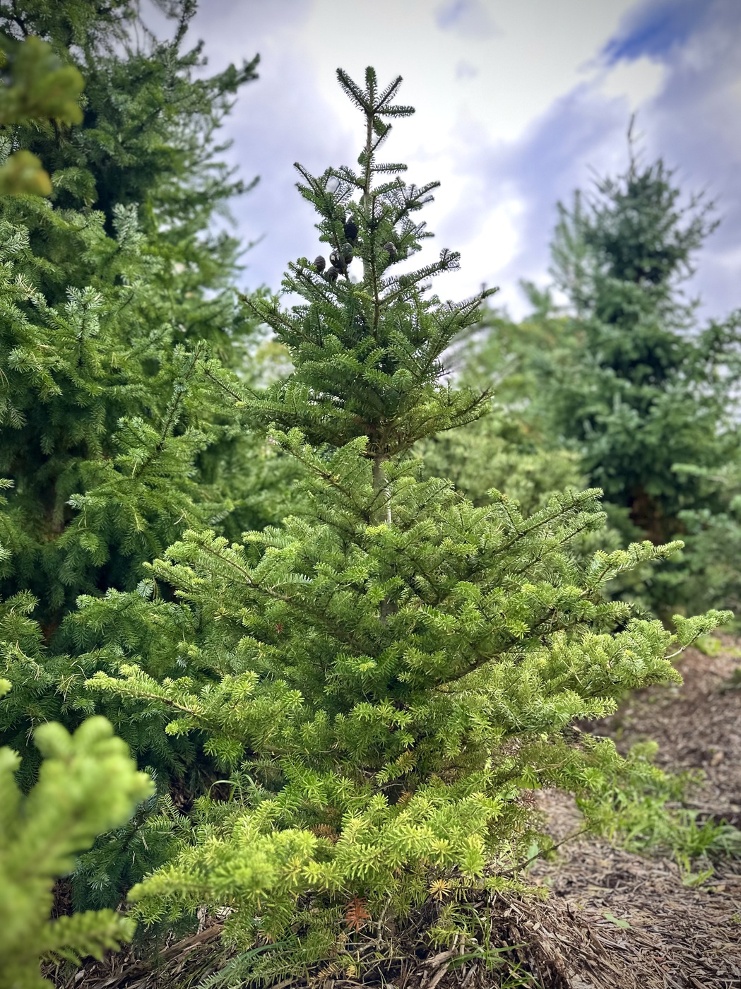 Пихта корейская